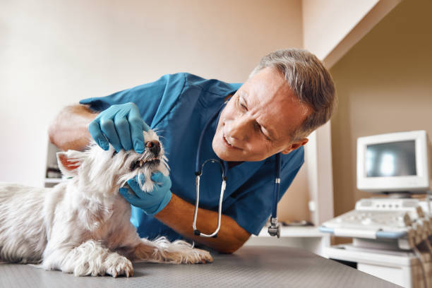 Best Emergency Treatment for Dental Infections or Abscesses in Park Forest, IL